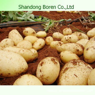 2015 New Farm Fresh Yellow Potato (China)